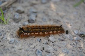 hairy caterpillar on the sand close-up on blurred background