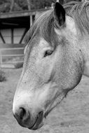 horse head in black and white
