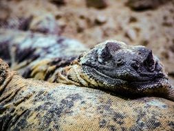 tropical lizards in wildlife