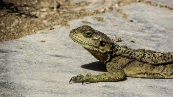 greenish lizard in cyprus