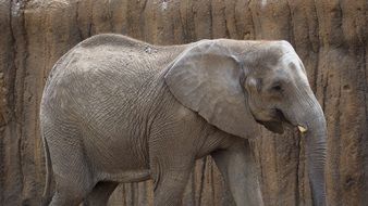 elephant near a rock in the wild