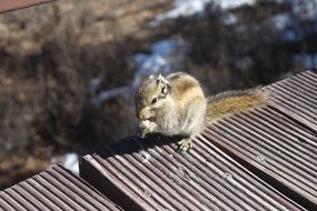 Cute colorful squirrel on the terrace near the water
