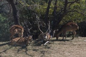 male and female adult axis deers in Zoo