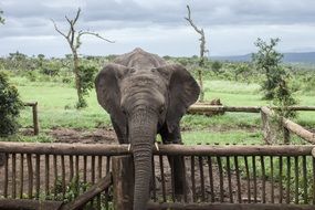 elephant behind the fence