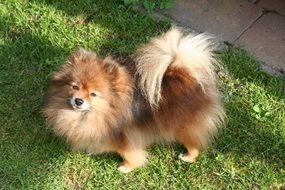 Orange-Sable Doggy standing in grass