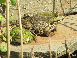 two large frogs in wildlife