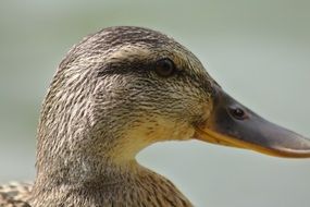 duck head closeup