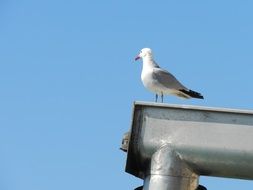 Wild Seagull Bird