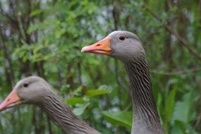 gray duck on a background of trees on a blurred background