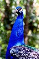 Peacock Bird on Hawaii