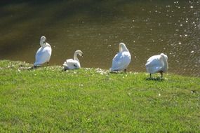 four swans clean feathers on the shore of the pond