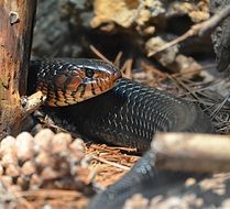 Camouflage snake in wildlife