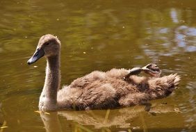 a young brown swan is swimming in a pond