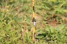 large dragonfly on the stem