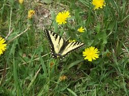 dovetail butterfly on green grass