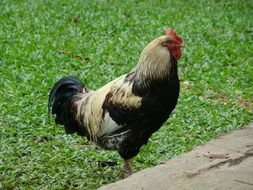 Cock is on a farm