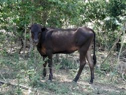 black calf among the trees
