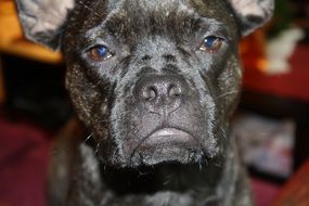black bulldog with sad eyes