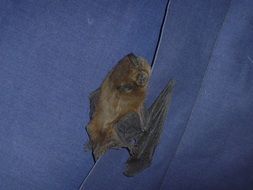 Bat Animal