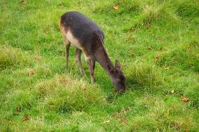 female Deer grazing on meadow
