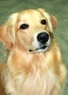 golden retriever looking up