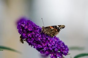 butterfly on a blossoming lilac