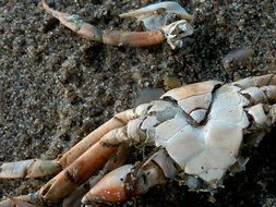 wet sand crabs