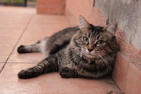 grey cat lies at the pink wall of the house