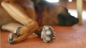 paws of a brown dog close up