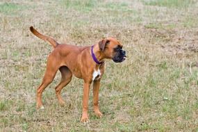 boxer dog on dry grass