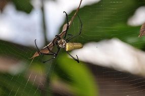 dry leaf on the spider cobweb