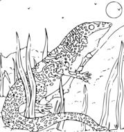 Gecko Salamander Iguana drawing