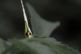 closeup of a butterfly head