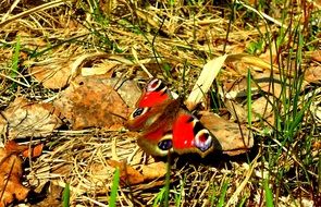 Admiral Butterfly On The Ground