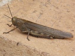 unique Grasshopper