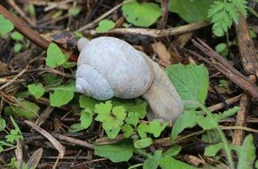 snail on a green plant on small branches