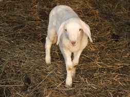 lamb is standing on hay