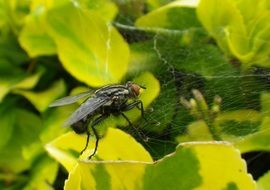 wonderful Fly Insect
