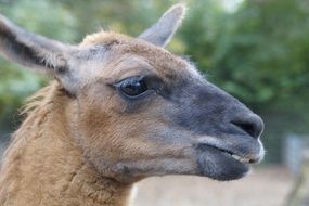 cute Lama's Head