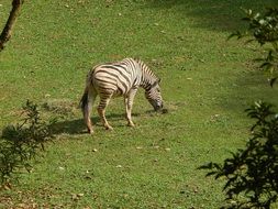 Zebra Zoo Animal Striped