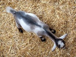 Goat Kid