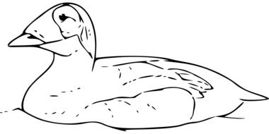 Duck Bird, monochrome outline sketch