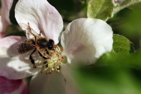 Bee Pollination Wings Macro