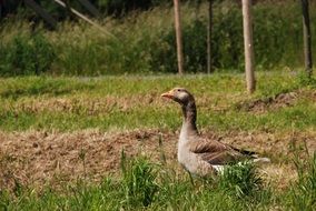 Brown goose on the field