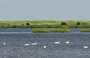 birds on a lake with fish