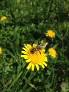 Bee on the yellow flower in the garden