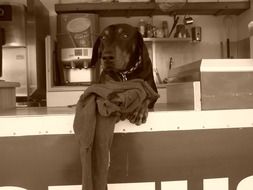 Doberman Dog at kitchen table