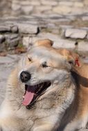 dog lies near a brick wall on a sunny day