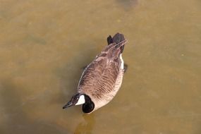 wild waterfowl duck