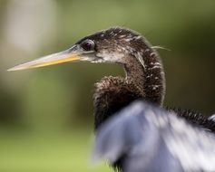 seabird of Florida